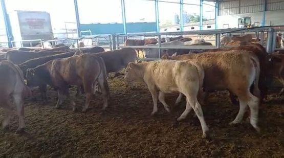 grupo de vacas